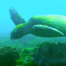 ReefCam turtle