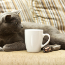 shutterstock_123126127