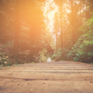 Sunlit forest path; entrepreneurship destination concept