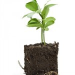 citrus_tree_sapling_in_the_gro_bigstock_22414565