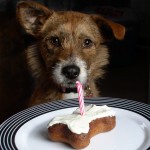 dogwcake