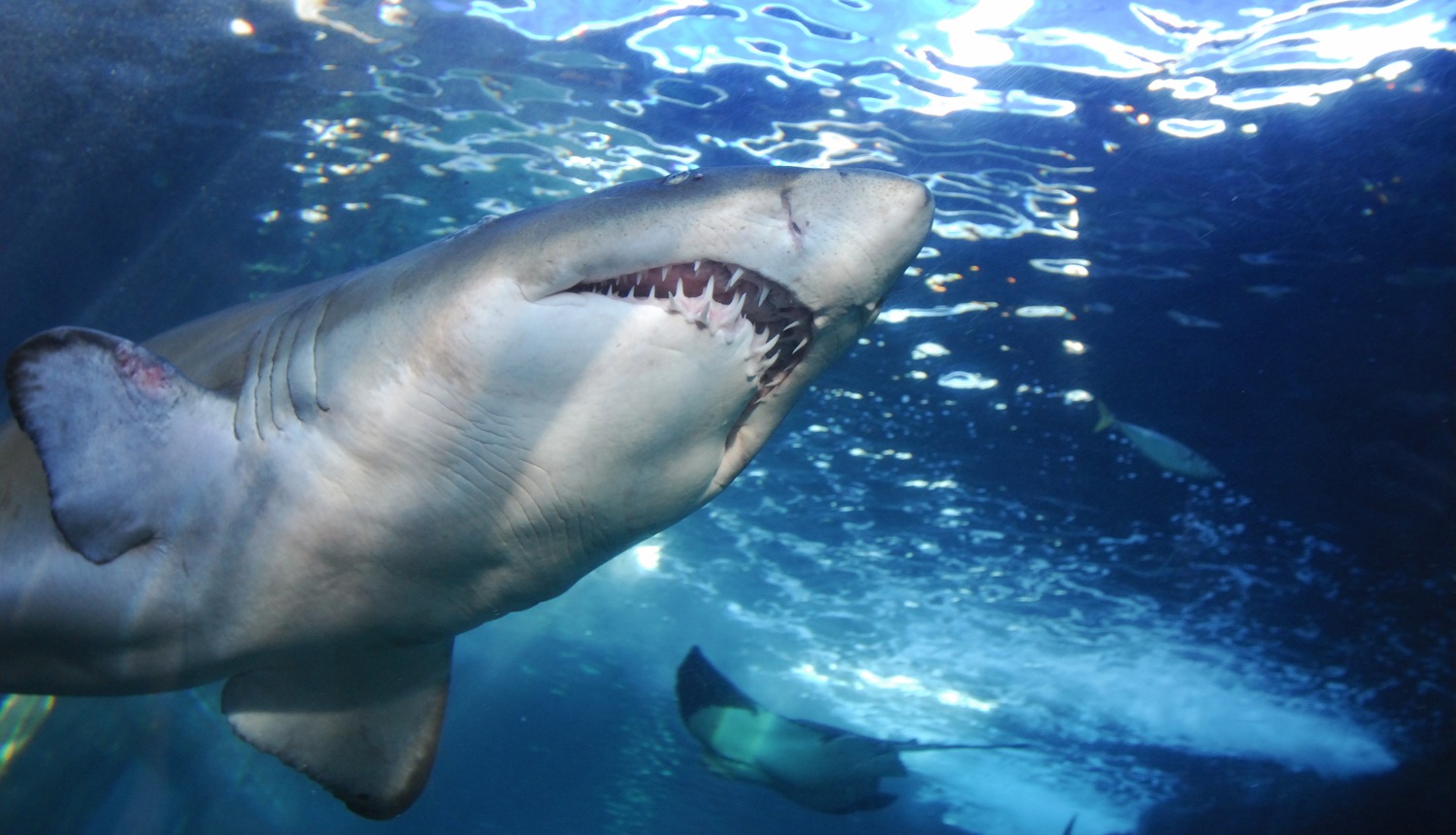 Shark Tank