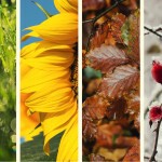 Managing Cash Flow in a Seasonal Business