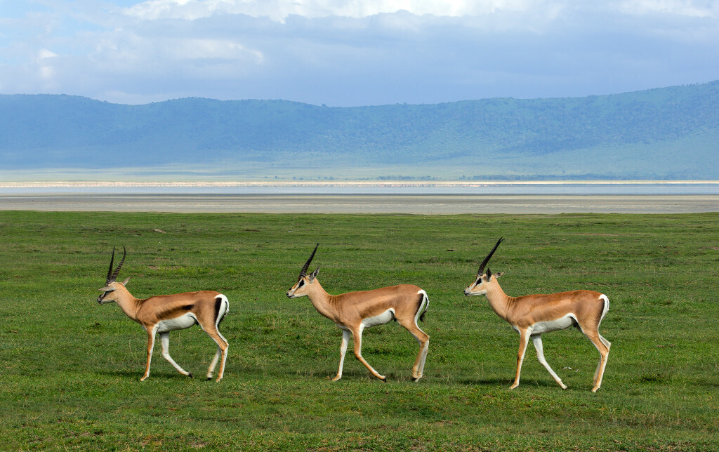 Serengeti Management-Gazelles