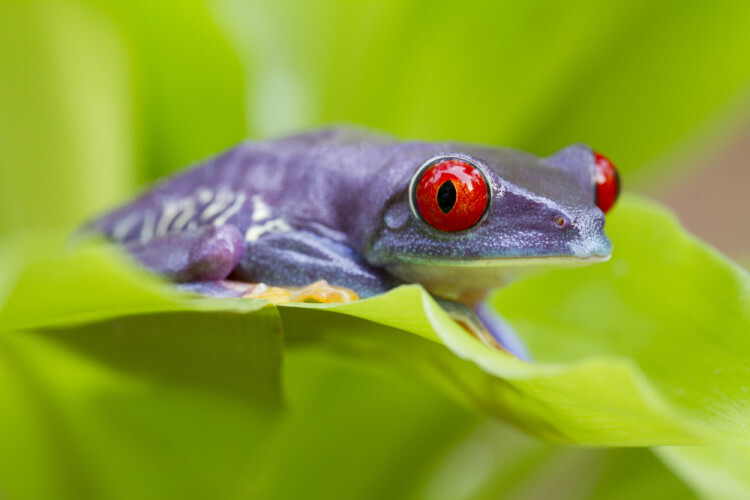 shutterstock_65193436